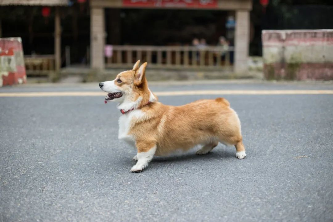 再见，我的老朋侪